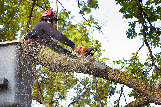 Best Tree Clearing Services  in Central City, KY